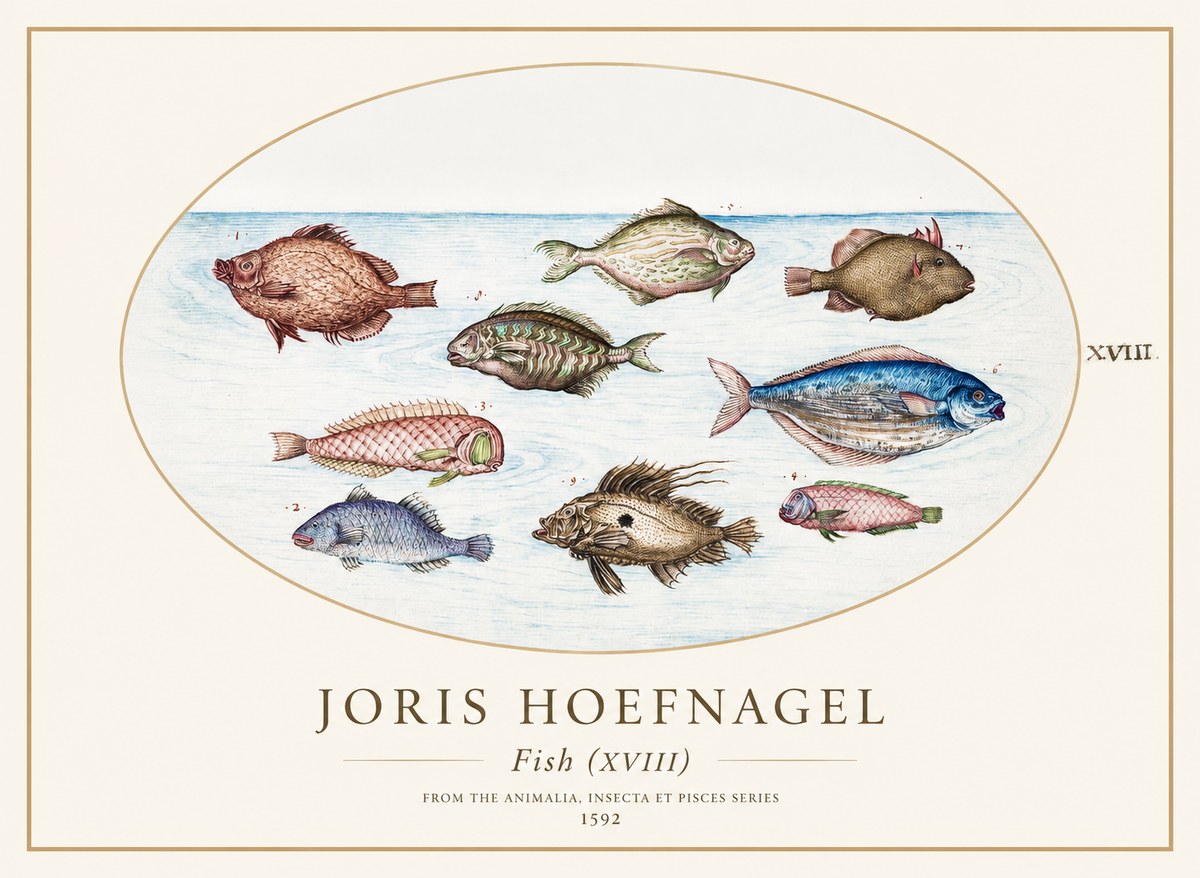 Joris Hoefnagel Studies of Fish I No2 - Affiche