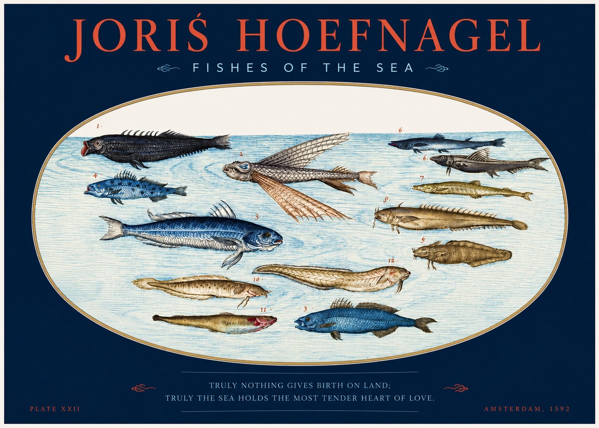 Joris Hoefnagel Fishes of the Sea I No2 - Affiche
