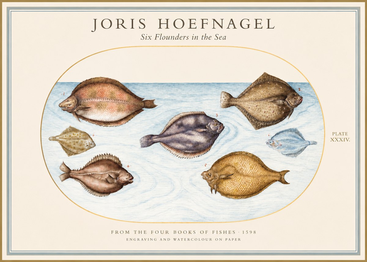 Joris Hoefnagel Six Flounders in the Sea No1 - Affiche