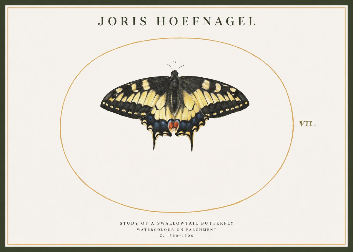 Joris Hoefnagel Study of a Swallowtail Butterfly No1 - Affiche