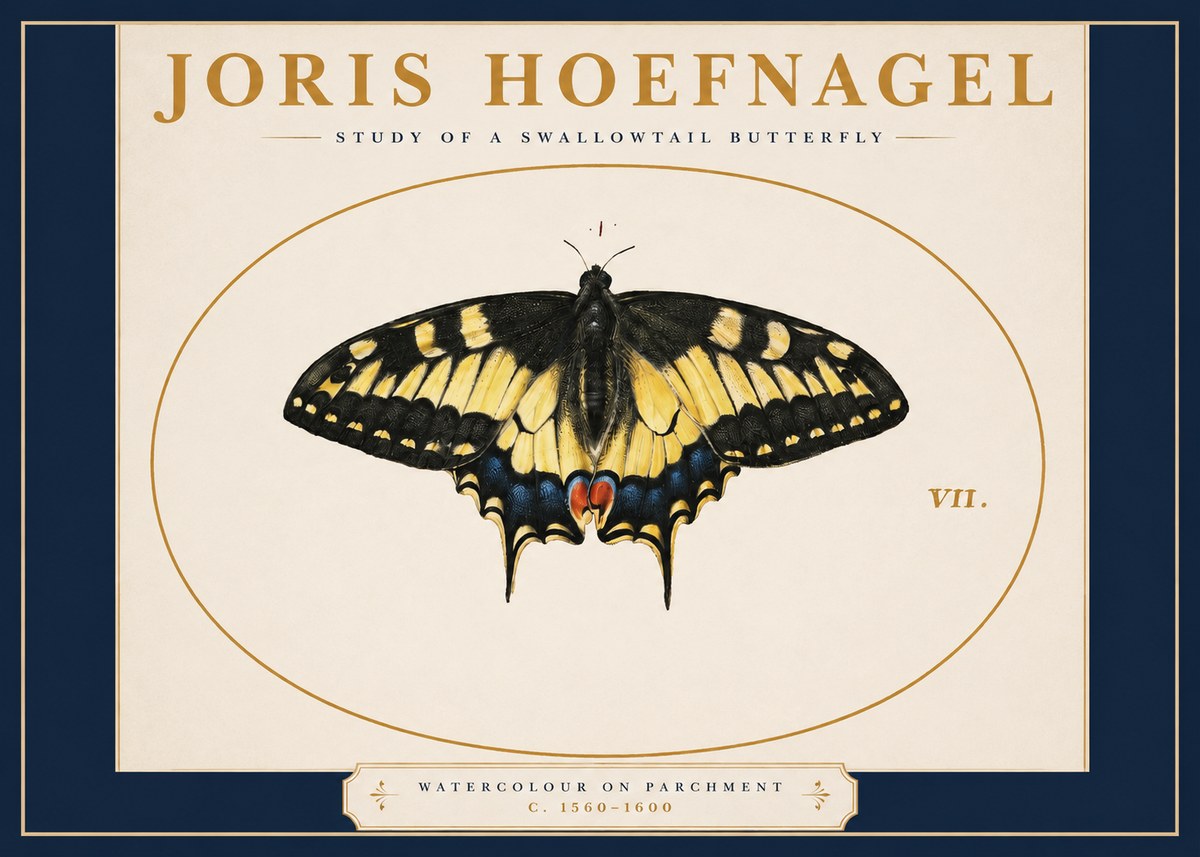 Joris Hoefnagel Study of a Swallowtail Butterfly No2 - Affiche