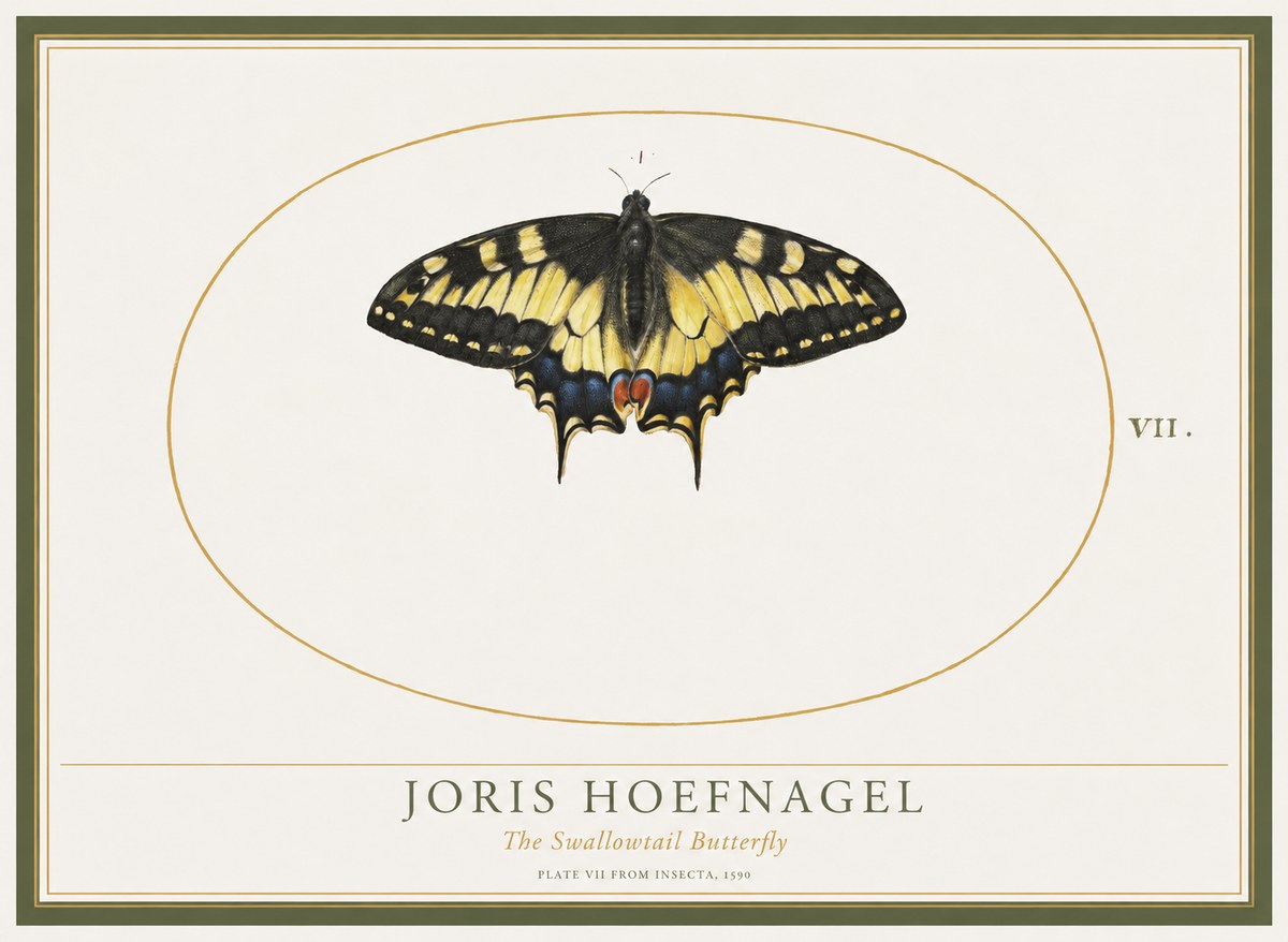 Joris Hoefnagel Study of a Swallowtail Butterfly No5 - Affiche