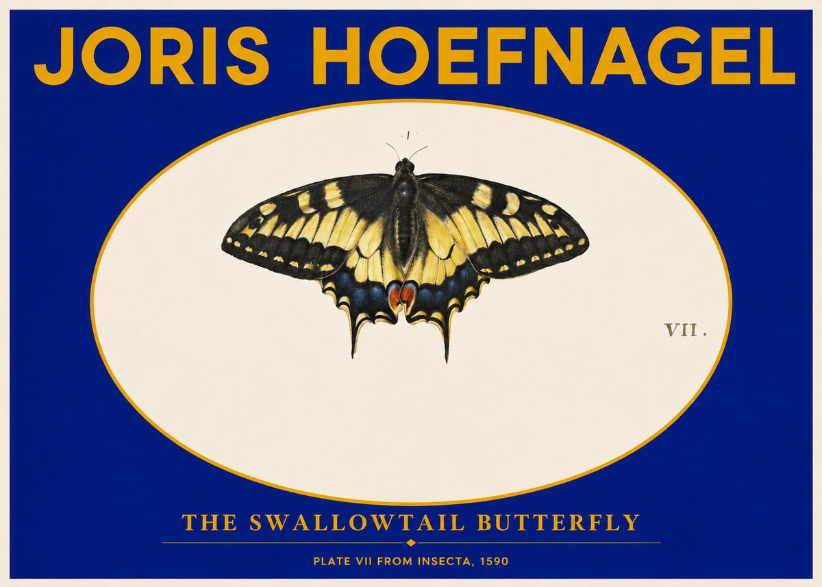 Joris Hoefnagel Study of a Swallowtail Butterfly No6 - Affiche