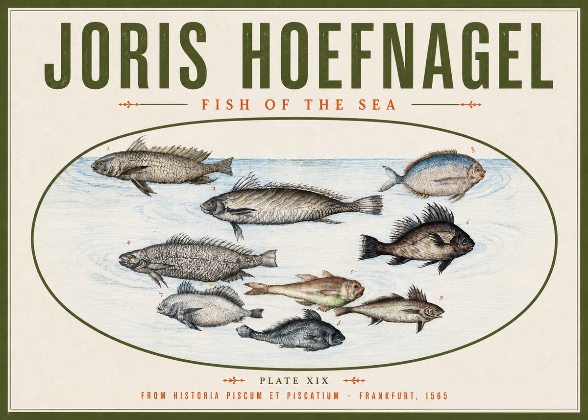 Joris Hoefnagel Fish of the Sea No4 - Affiche