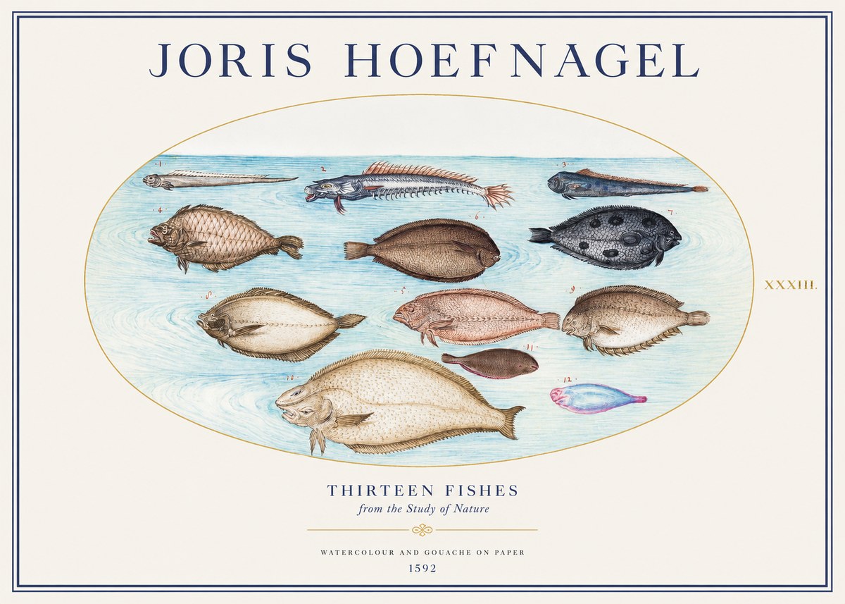 Joris Hoefnagel Thirteen Fishes from the Study of Nature No1 - Affiche