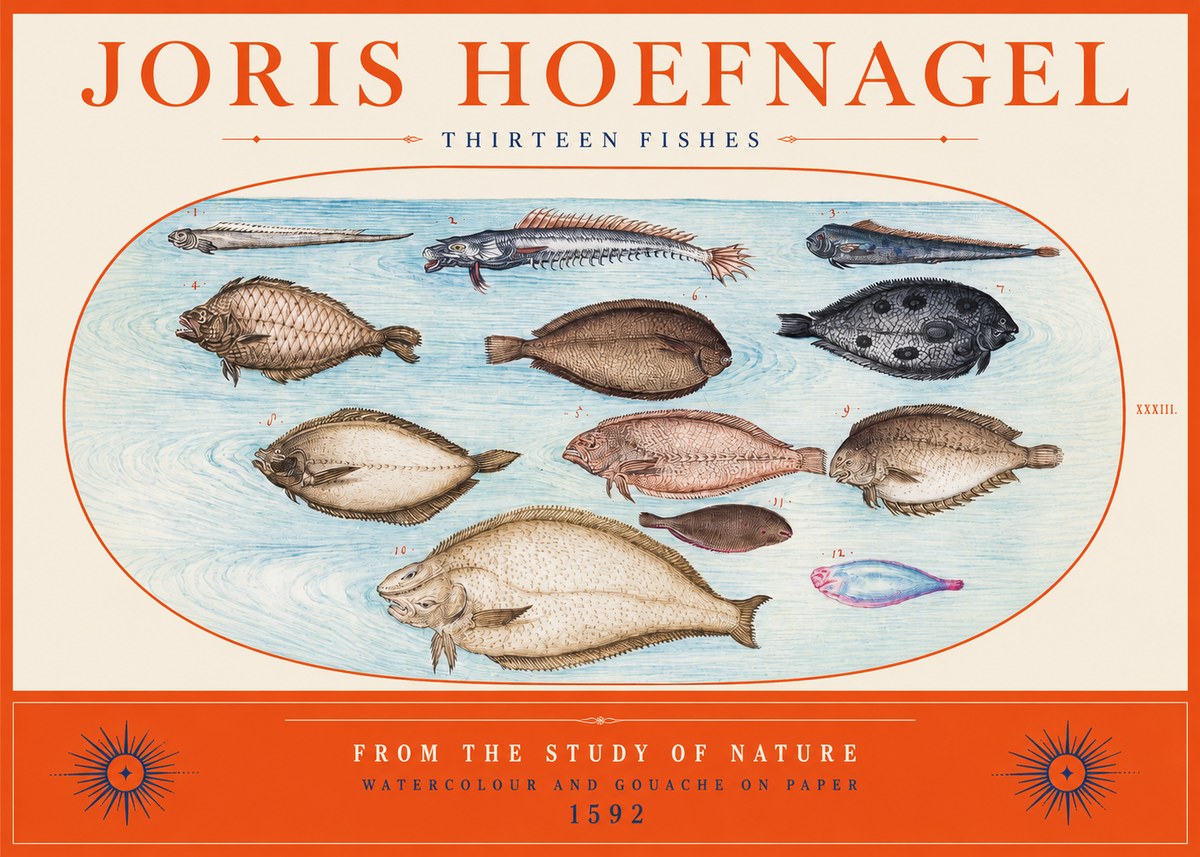 Joris Hoefnagel Thirteen Fishes from the Study of Nature No2 - Affiche