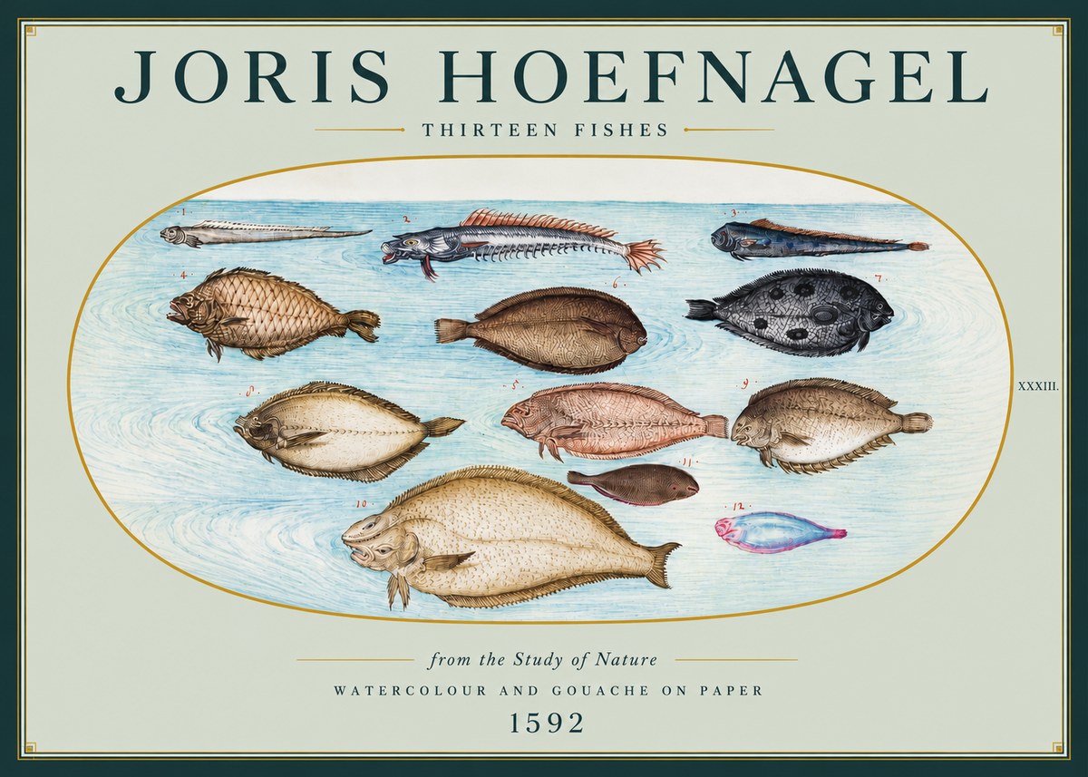 Joris Hoefnagel Thirteen Fishes from the Study of Nature No3 - Affiche