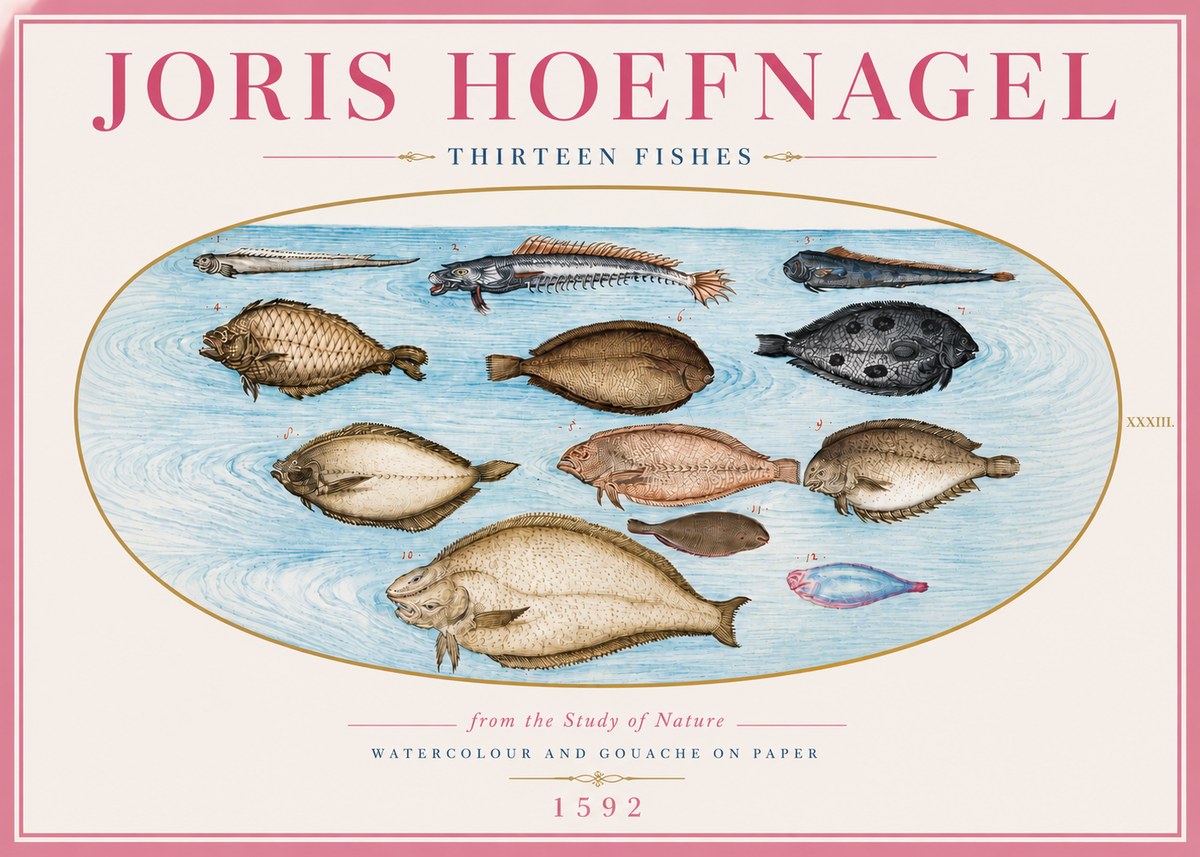Joris Hoefnagel Thirteen Fishes from the Study of Nature No5 - Affiche