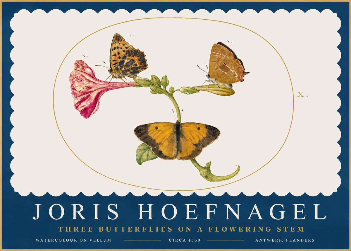 Joris Hoefnagel Three Butterflies on a Flowering Stem No2 - Affiche