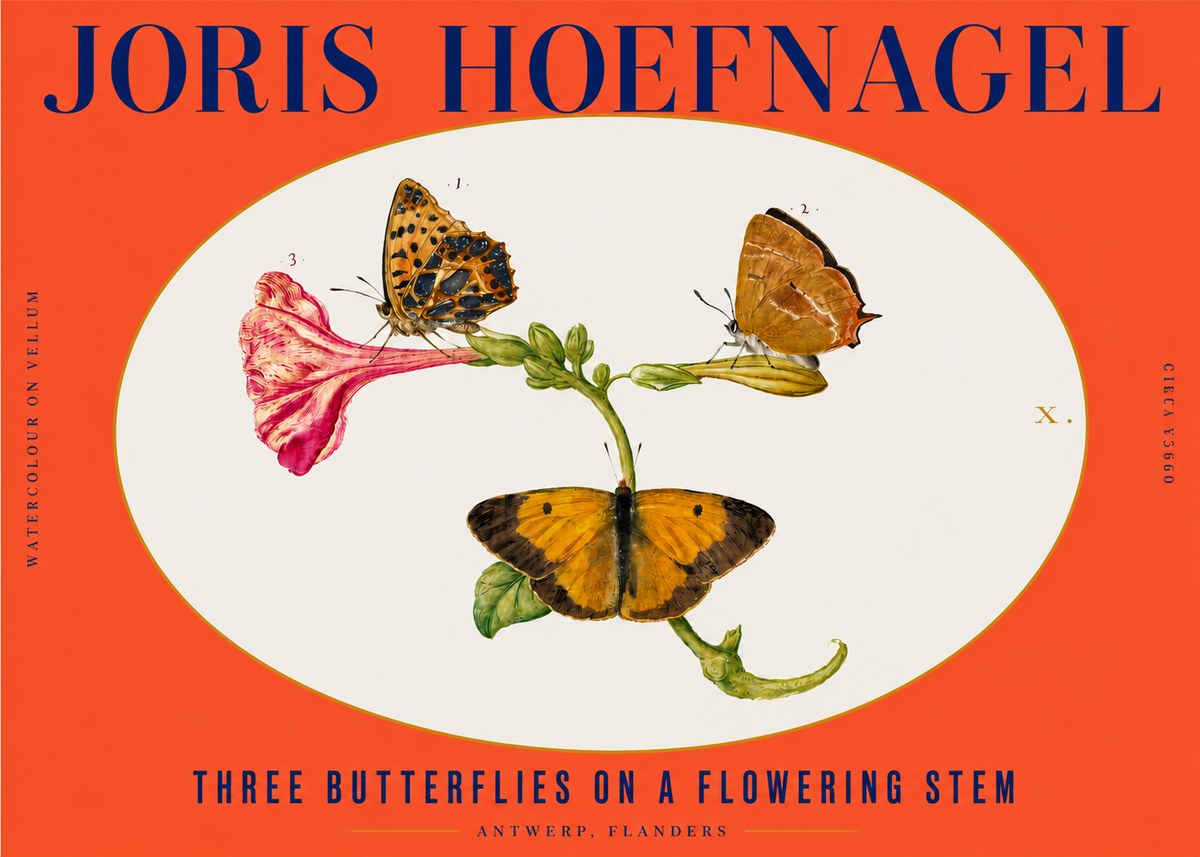 Joris Hoefnagel Three Butterflies on a Flowering Stem No3 - Affiche
