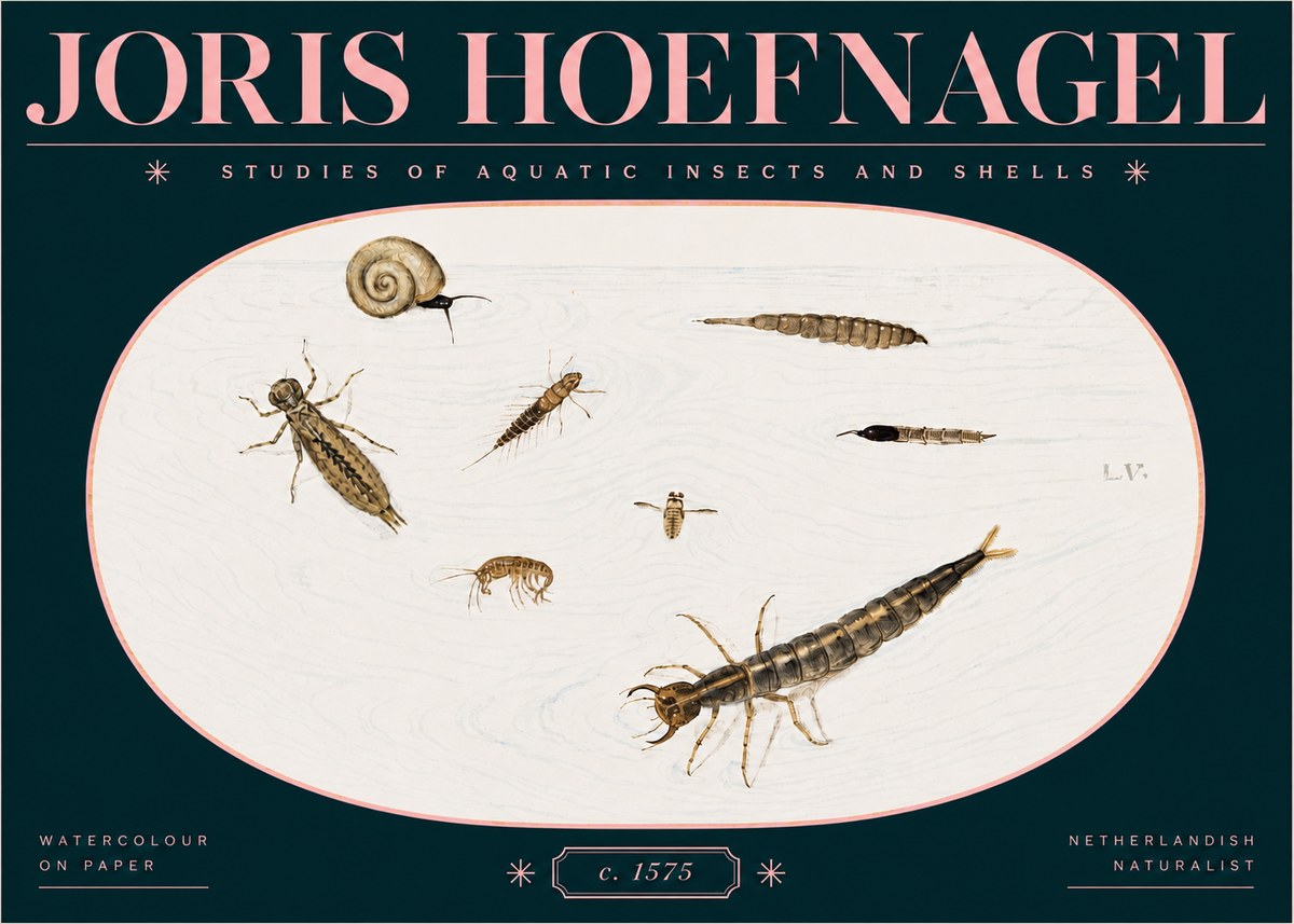 Joris Hoefnagel Studies of Aquatic Insects and Shells No3 - Affiche