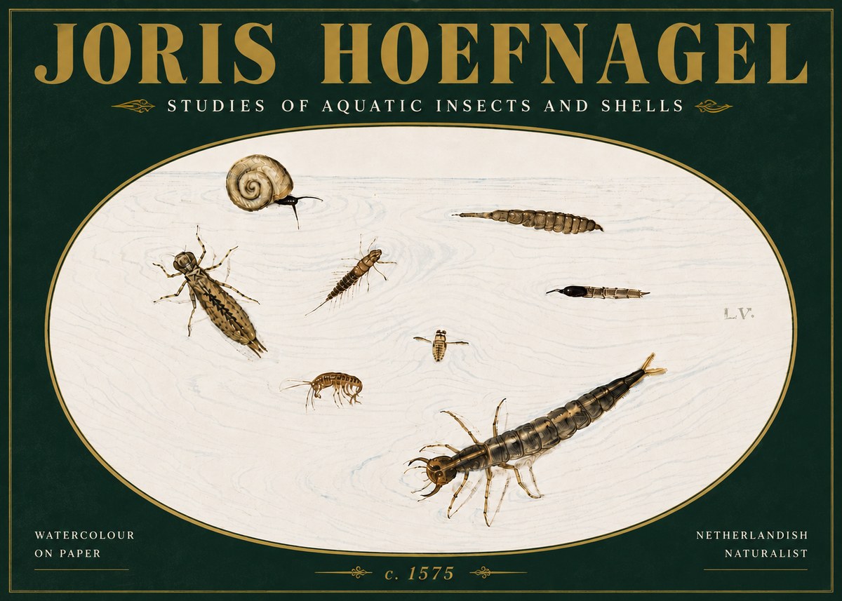 Joris Hoefnagel Studies of Aquatic Insects and Shells No5 - Affiche