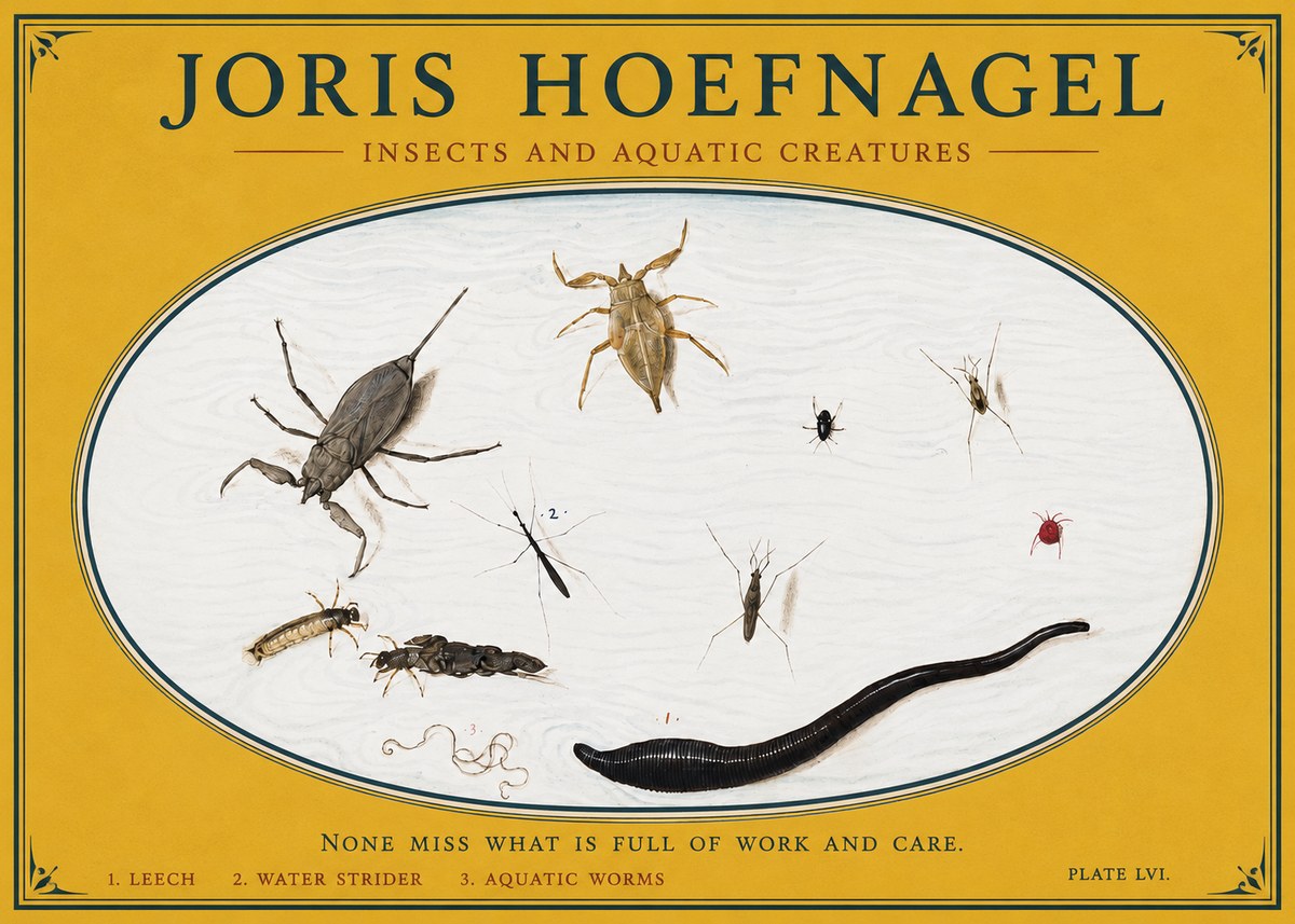 Joris Hoefnagel Insects and Aquatic Creatures No3 - Affiche