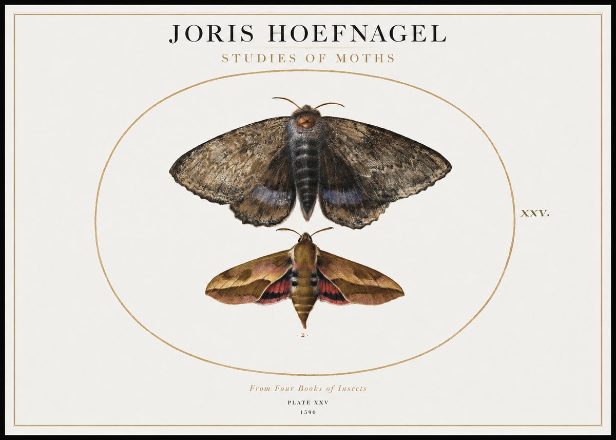 Joris Hoefnagel Studies of Moths I No1 - Affiche