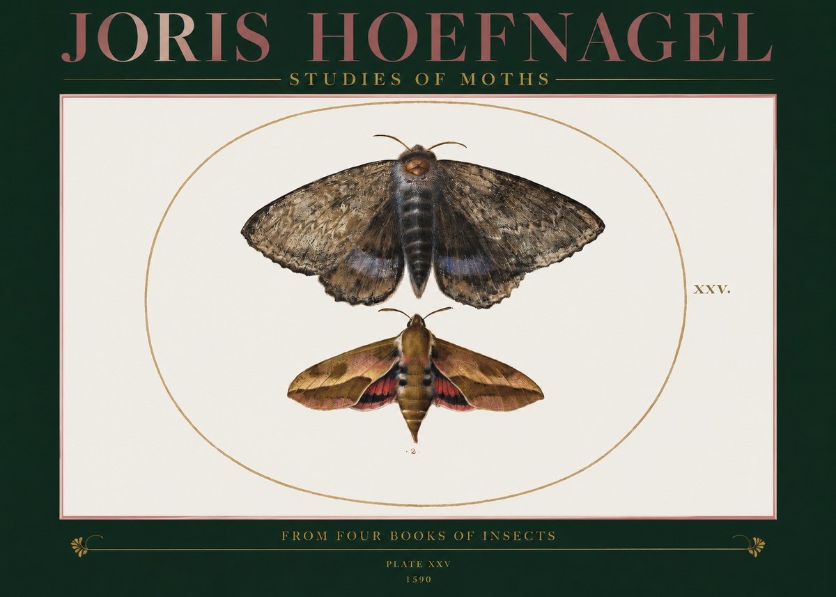 Joris Hoefnagel Studies of Moths I No2 - Affiche