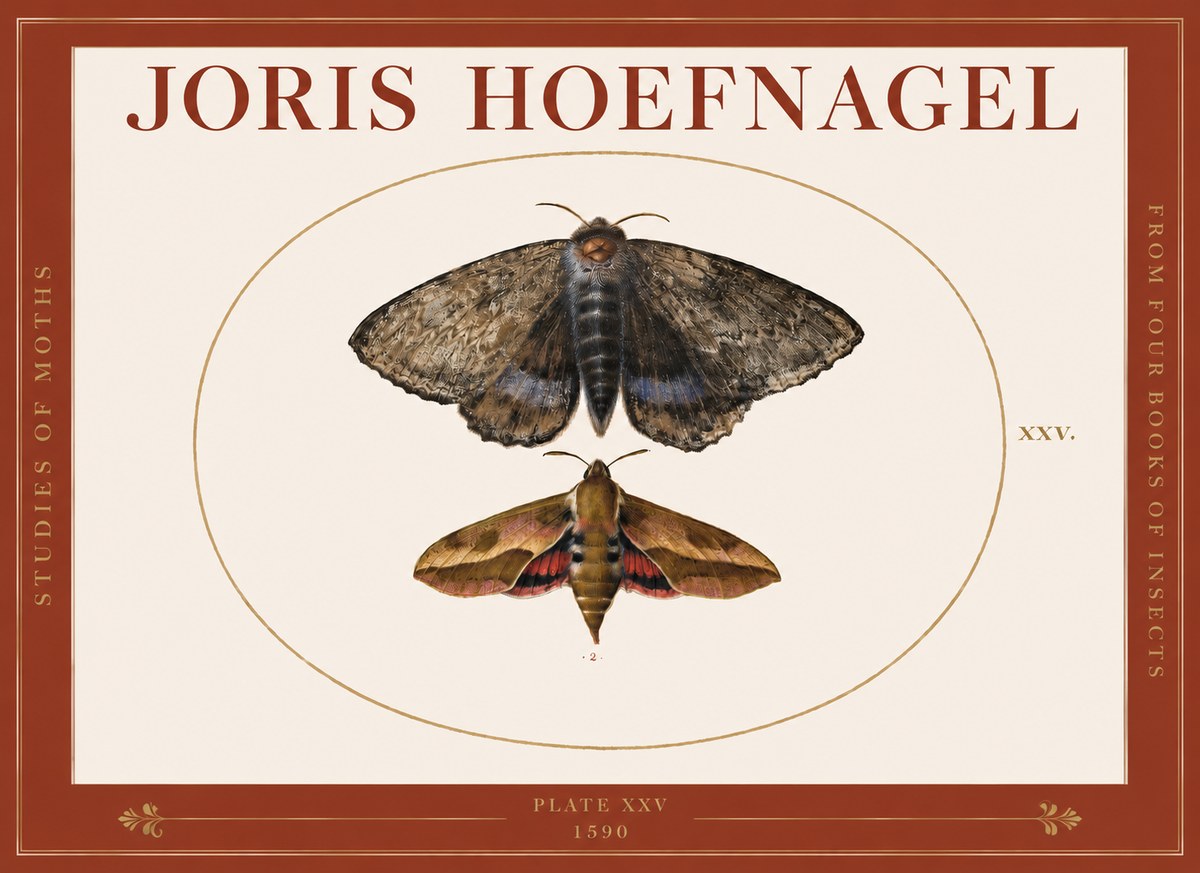 Joris Hoefnagel Studies of Moths I No3 - Affiche