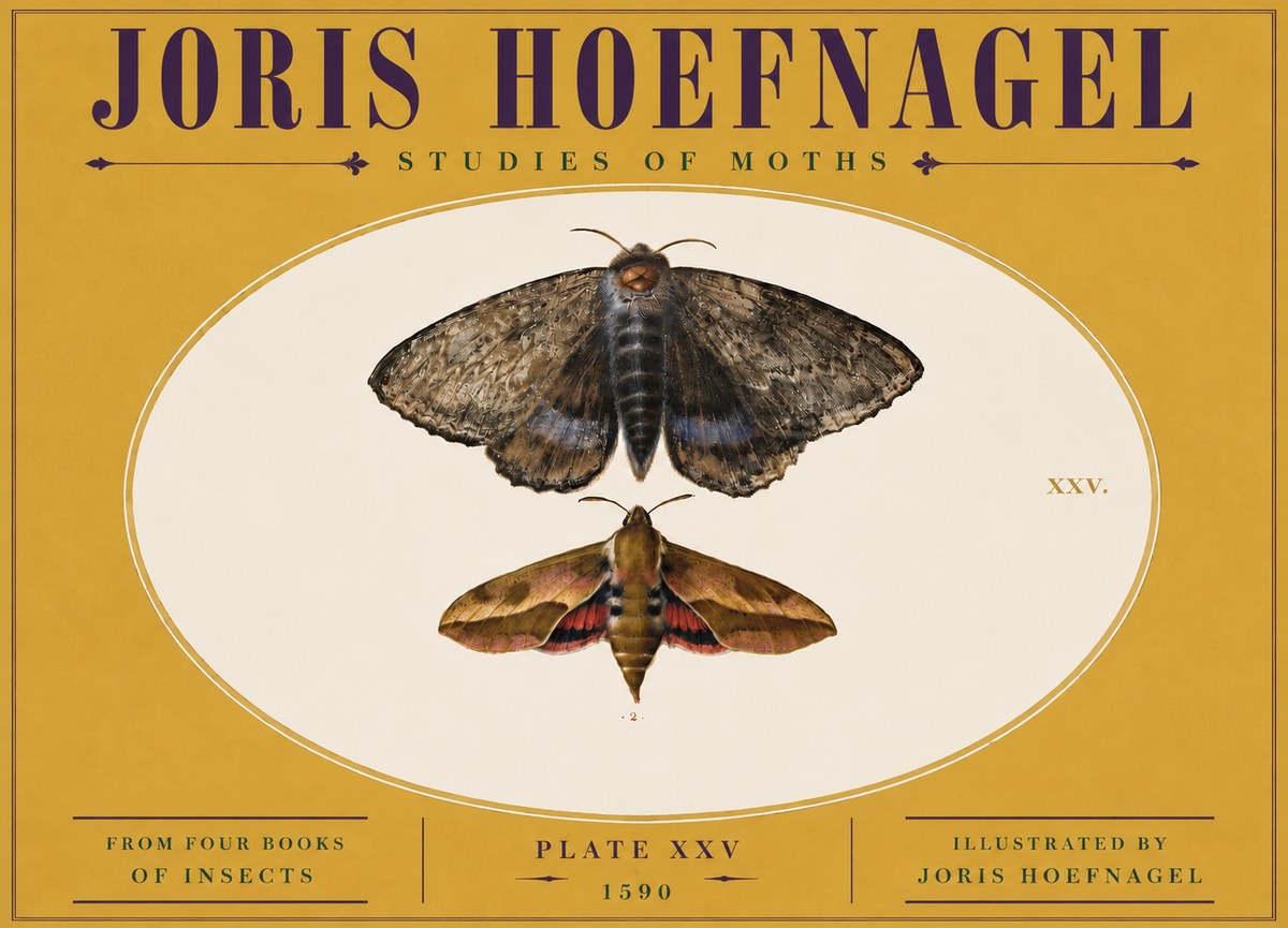 Joris Hoefnagel Studies of Moths I No5 - Affiche
