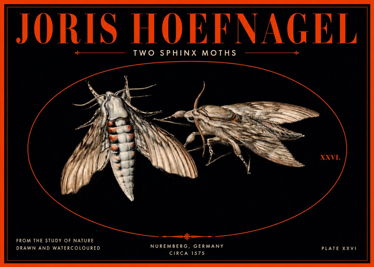 Joris Hoefnagel Two Sphinx Moths No3 - Affiche