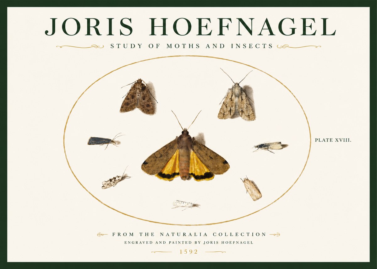Joris Hoefnagel Study of Moths and Insects No3 - Affiche