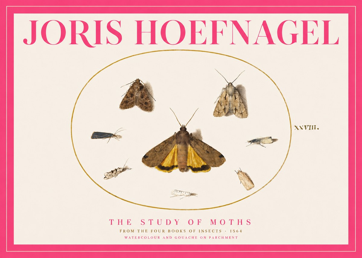 Joris Hoefnagel Study of Moths and Insects No5 - Affiche