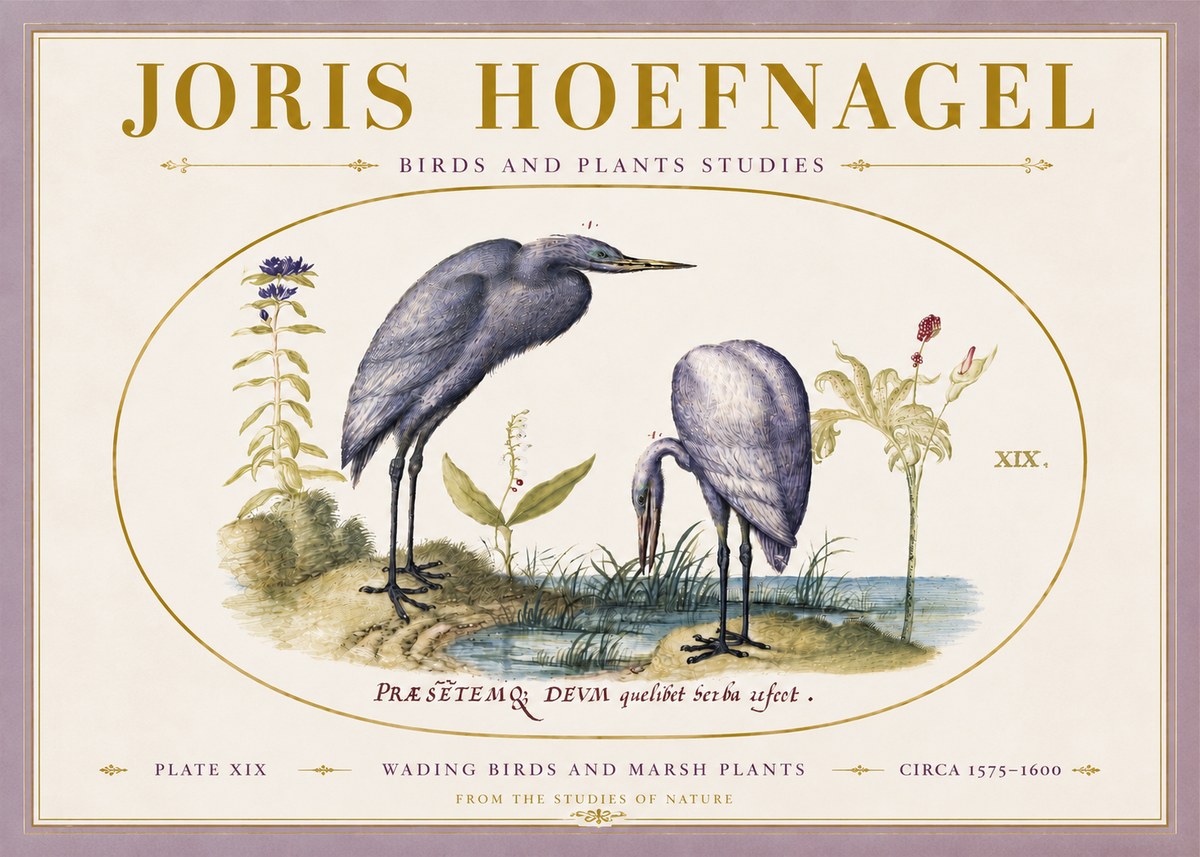 Joris Hoefnagel Wading Birds and Marsh Plants No5 - Affiche