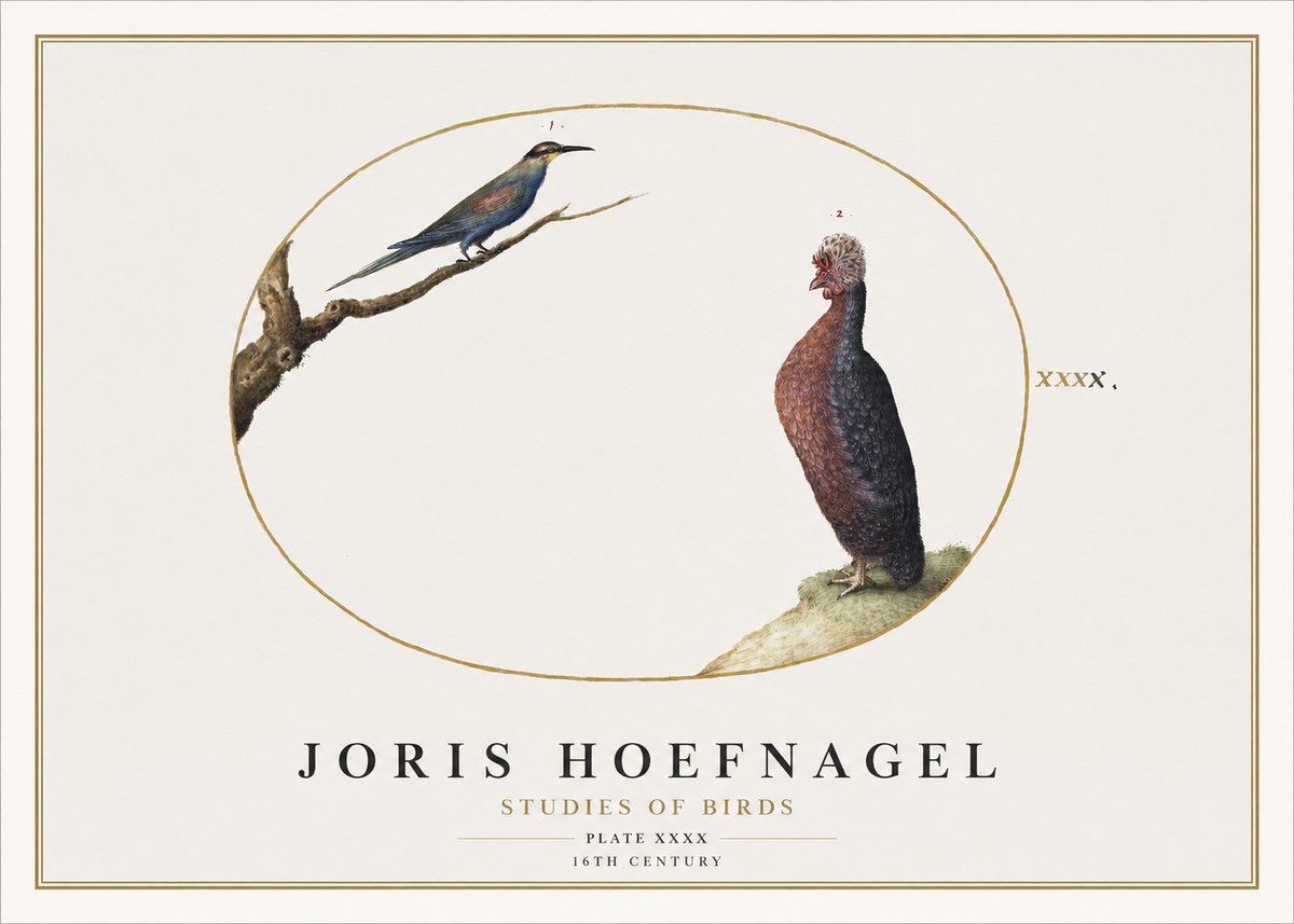 Joris Hoefnagel Studies of Birds I No2 - Affiche