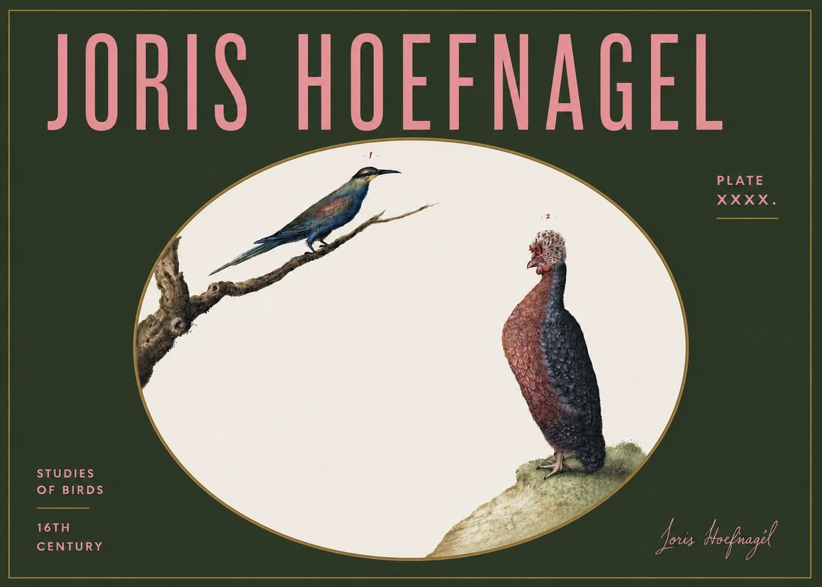 Joris Hoefnagel Studies of Birds I No5 - Affiche
