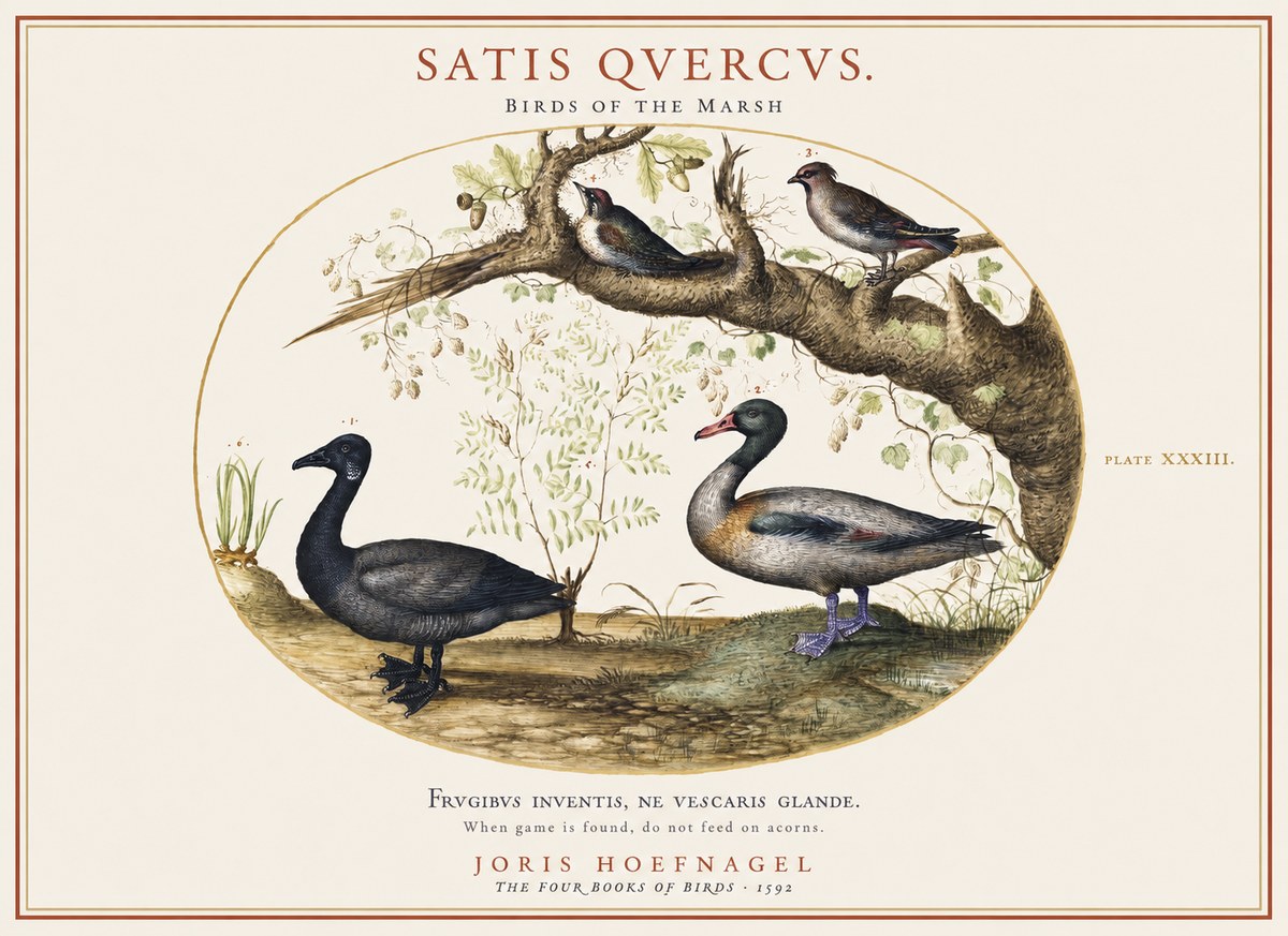 Joris Hoefnagel Satis Quercus. Birds of the Marsh No1 - Affiche