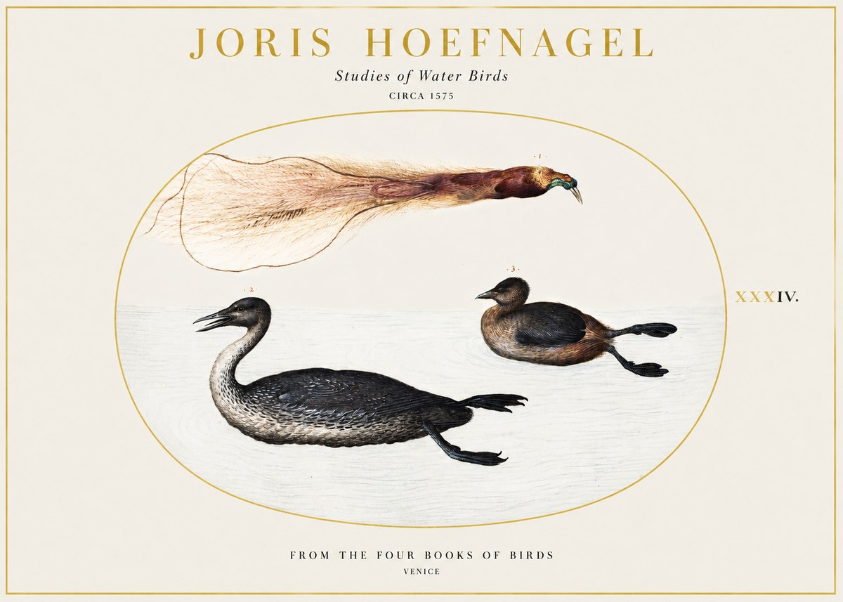 Joris Hoefnagel Studies of Water Birds No1 - Affiche