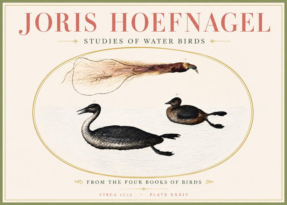 Joris Hoefnagel Studies of Water Birds No4 - Affiche