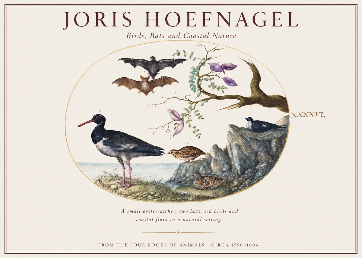 Joris Hoefnagel Birds, Bats and Coastal Nature No1 - Affiche