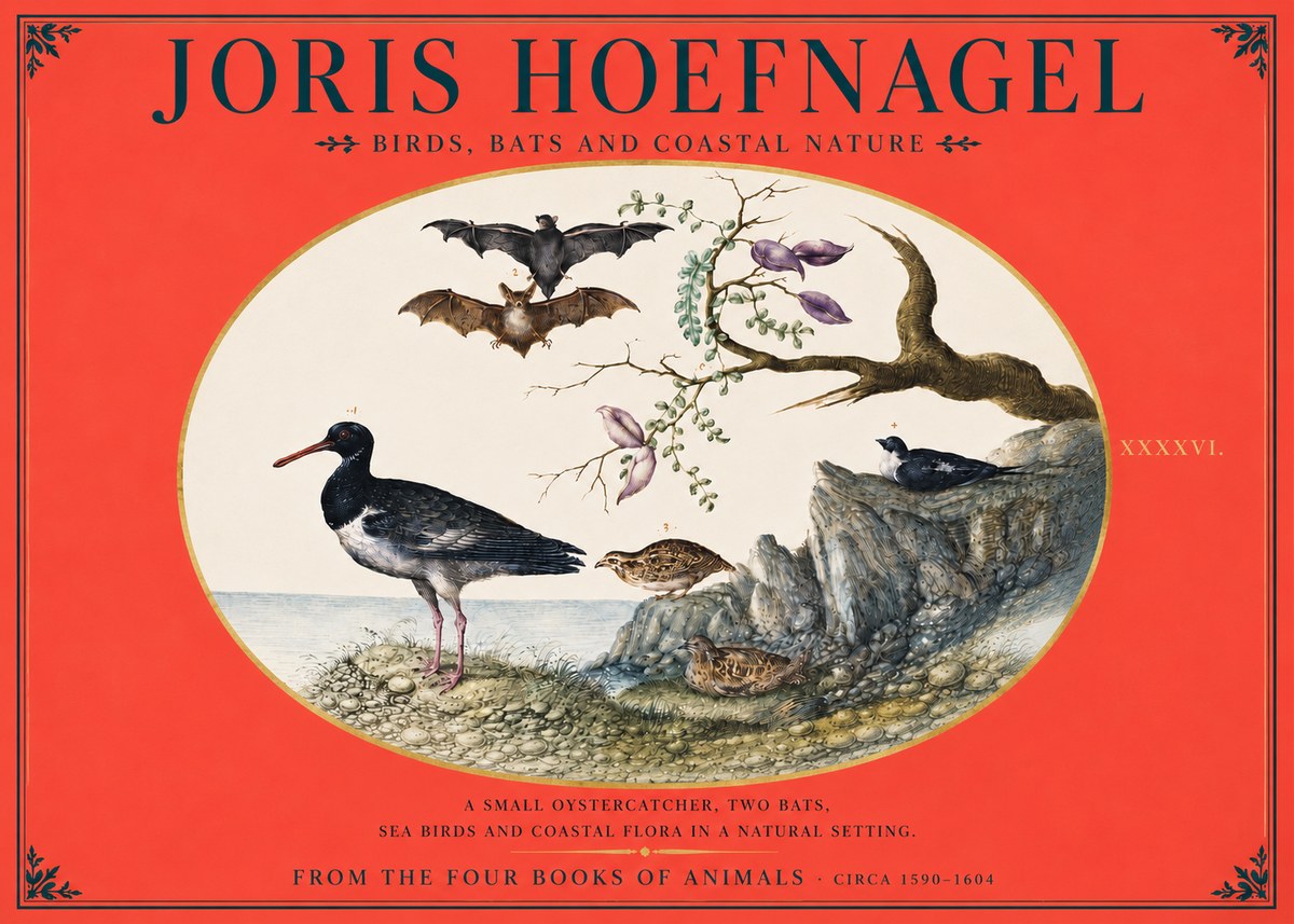 Joris Hoefnagel Birds, Bats and Coastal Nature No4 - Affiche