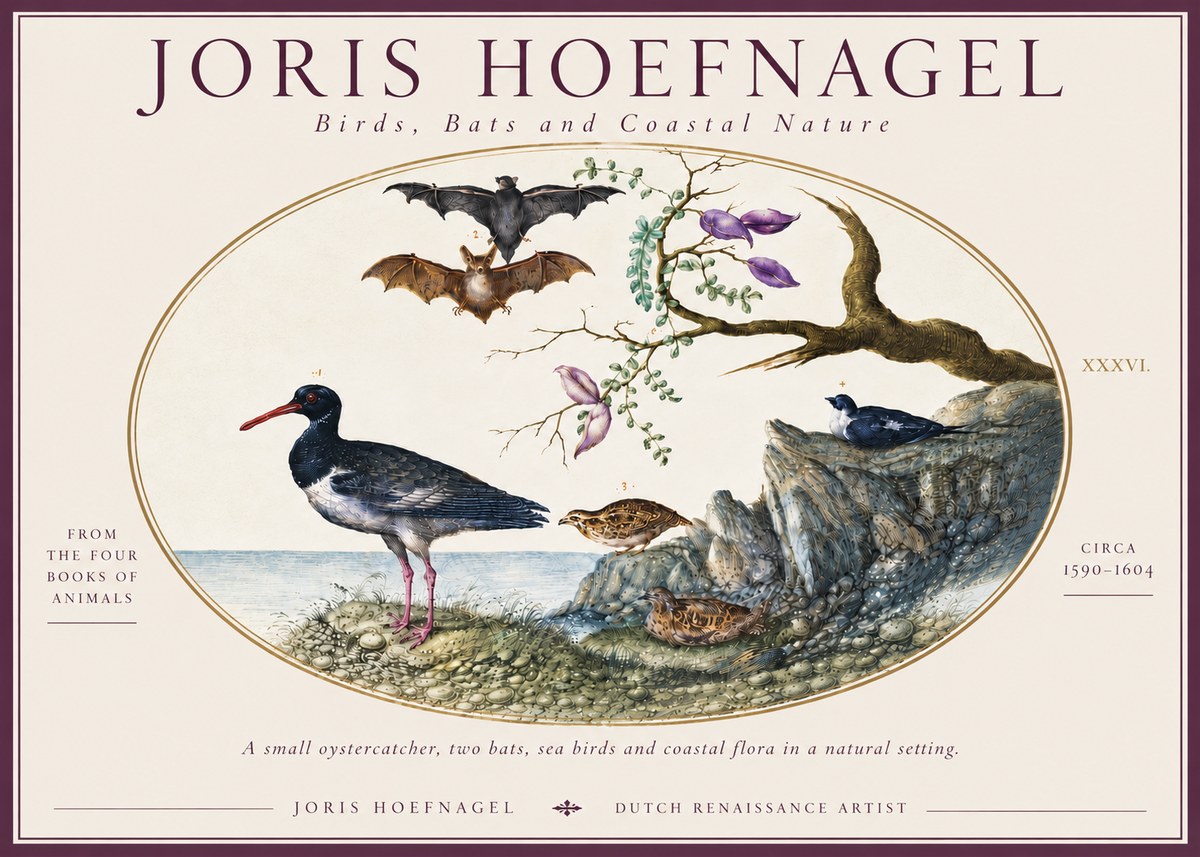 Joris Hoefnagel Birds, Bats and Coastal Nature No6 - Affiche