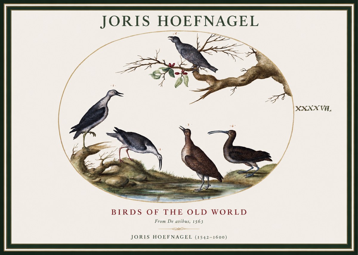 Joris Hoefnagel Birds of the Old World No1 - Affiche