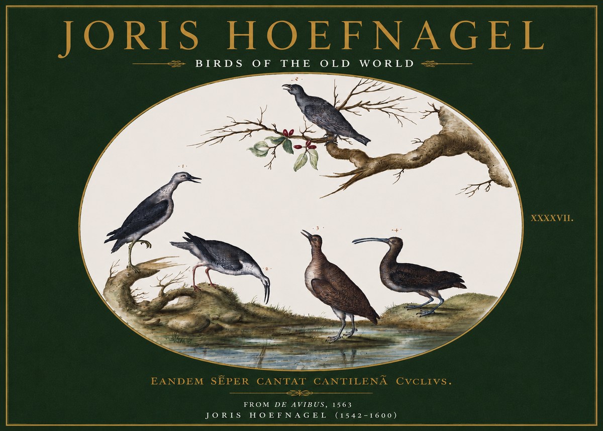 Joris Hoefnagel Birds of the Old World No3 - Affiche