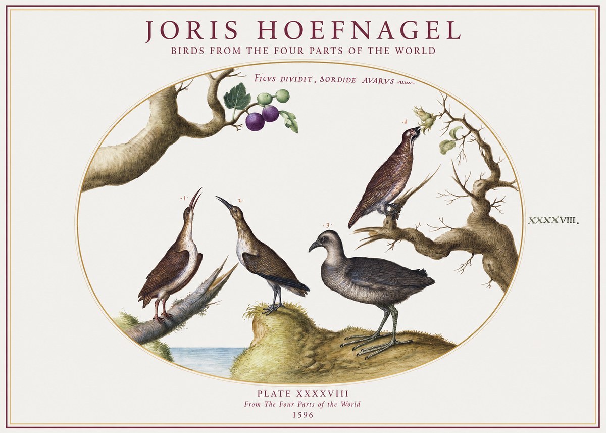 Joris Hoefnagel Birds from the Four Parts of the World No1 - Affiche