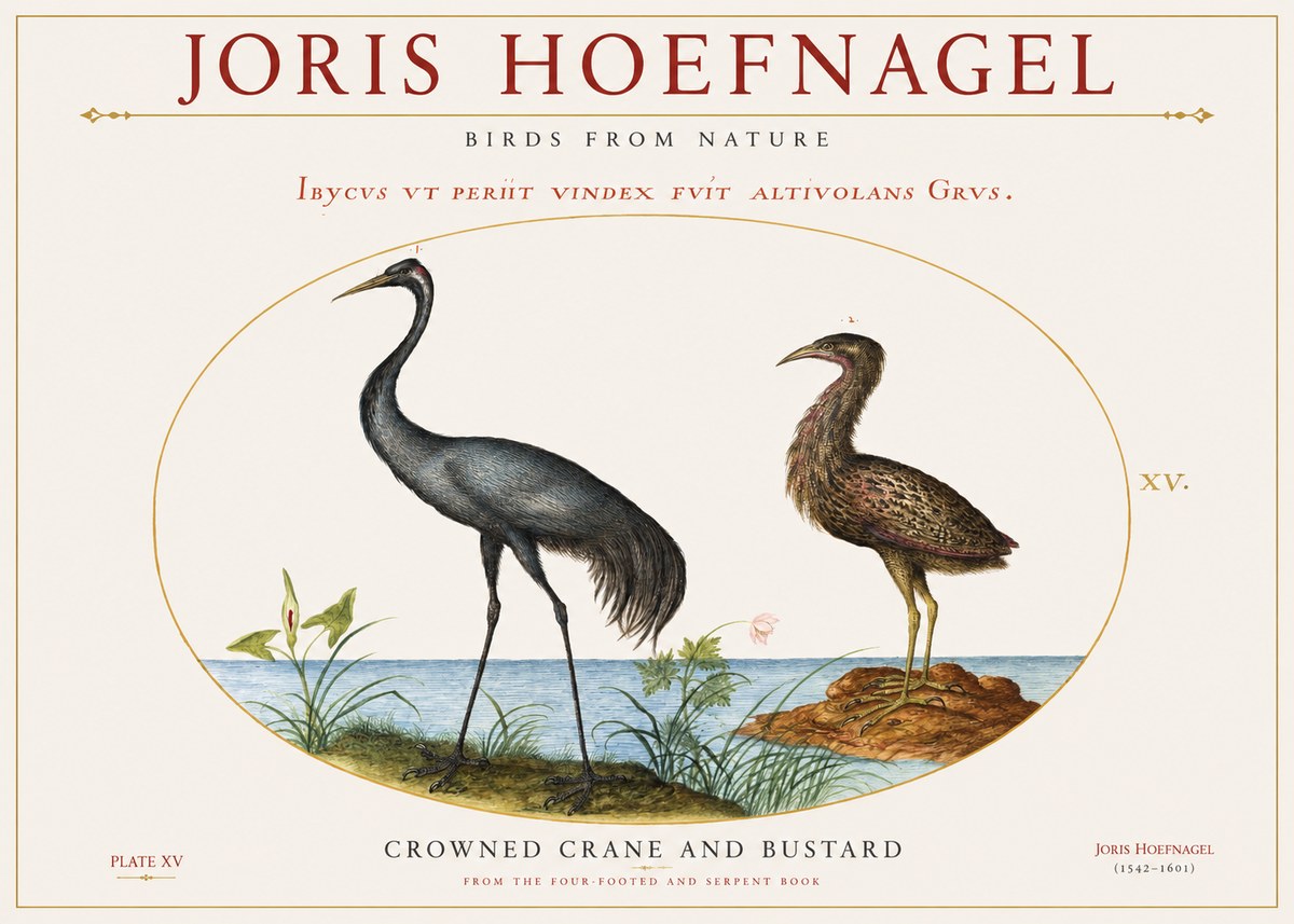 Joris Hoefnagel Crowned Crane and Bustard No1 - Affiche