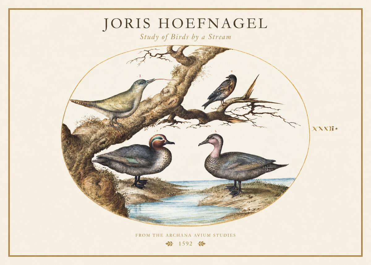 Joris Hoefnagel Study of Birds by a Stream No1 - Affiche