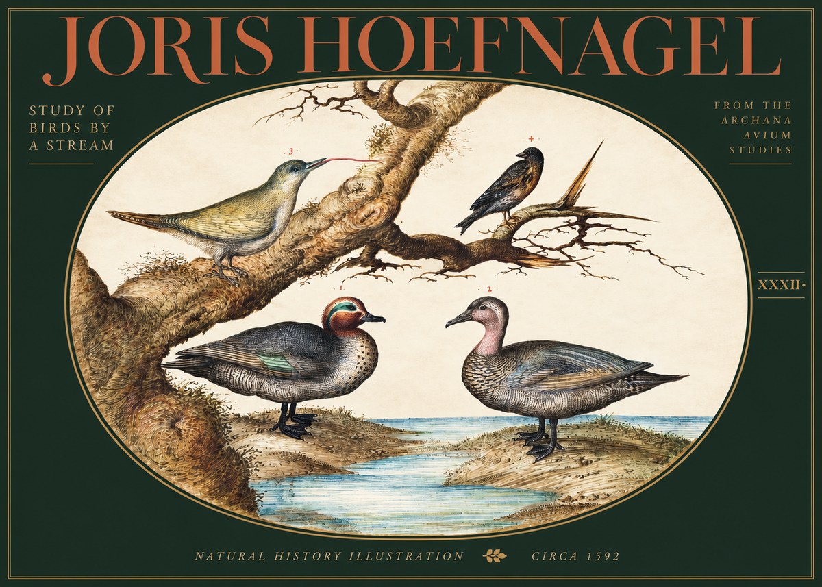 Joris Hoefnagel Study of Birds by a Stream No3 - Affiche