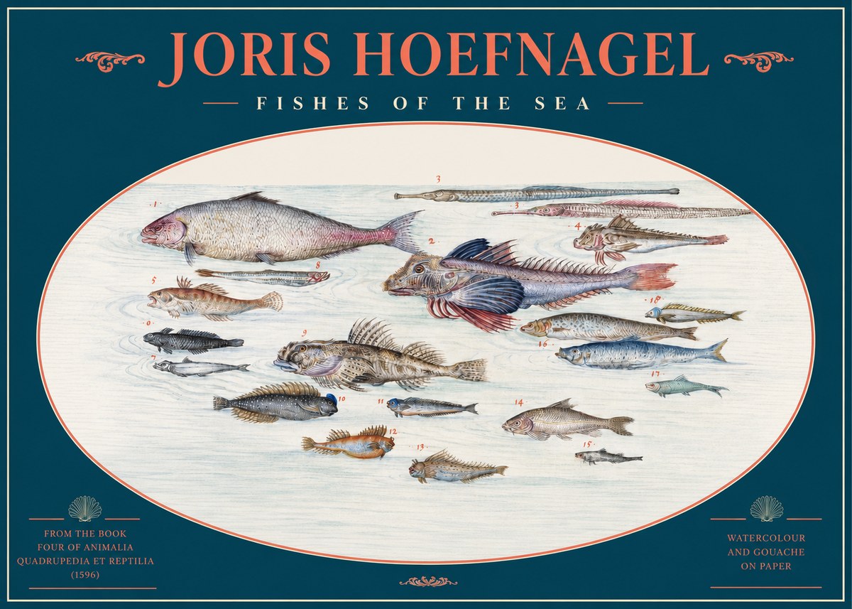 Joris Hoefnagel Fishes of the Sea III No2 - Affiche