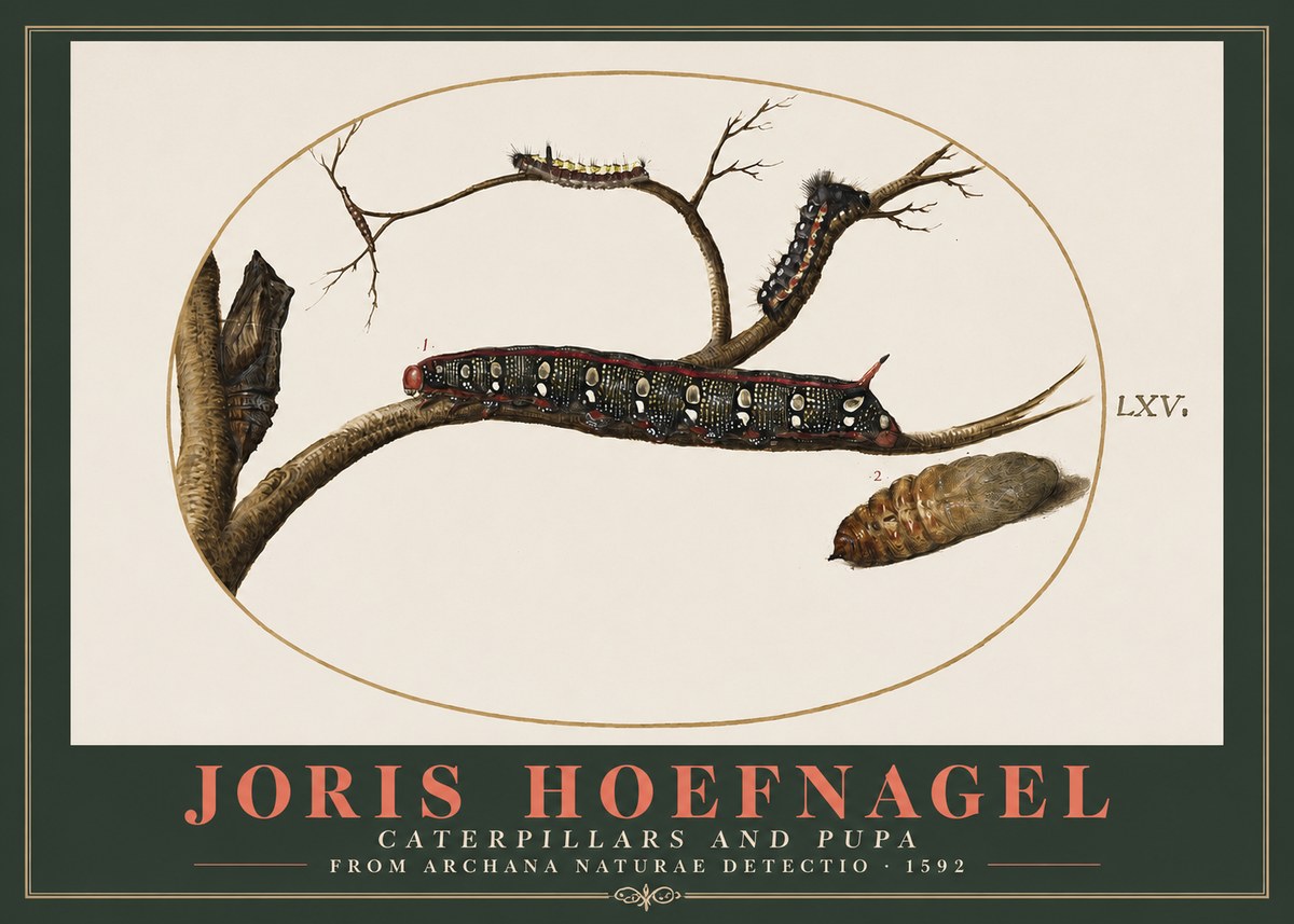 Joris Hoefnagel Caterpillars and Pupa No2 - Affiche