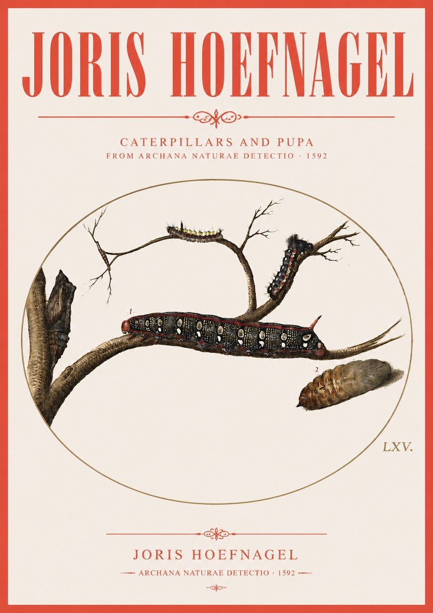 Joris Hoefnagel Caterpillars and Pupa No3 - Affiche