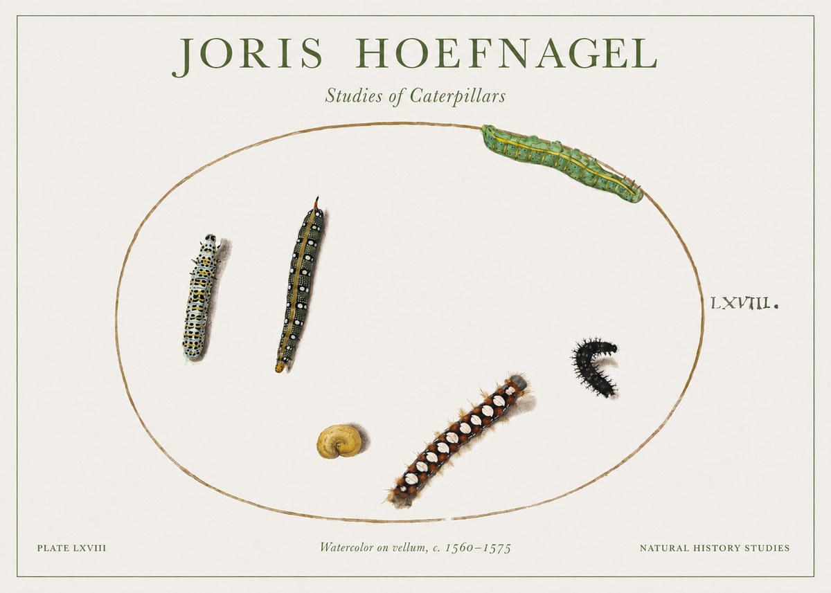 Joris Hoefnagel Studies of Caterpillars No1 - Affiche