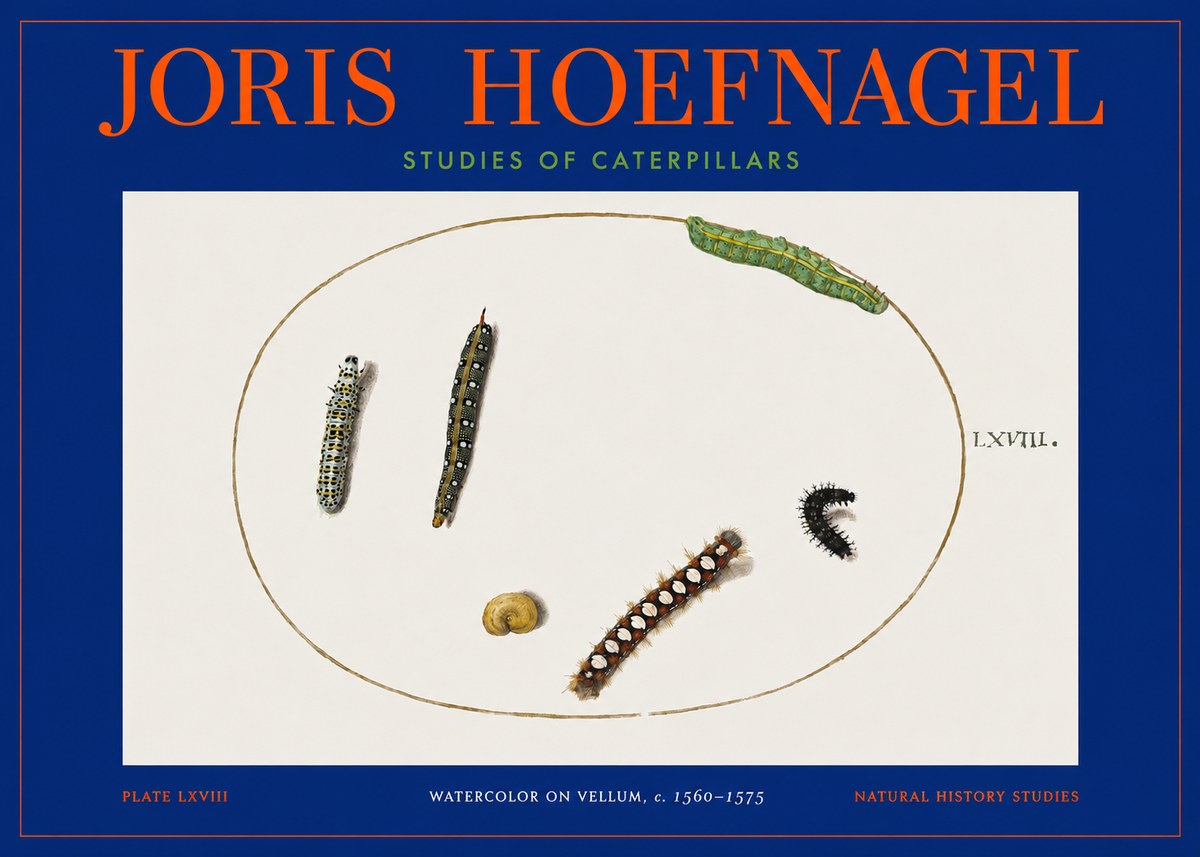 Joris Hoefnagel Studies of Caterpillars No2 - Affiche