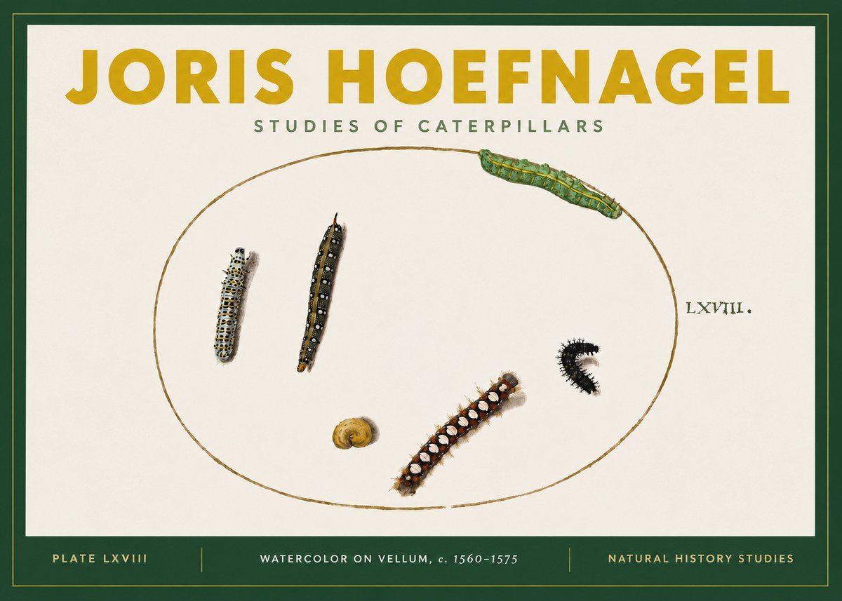 Joris Hoefnagel Studies of Caterpillars No4 - Affiche