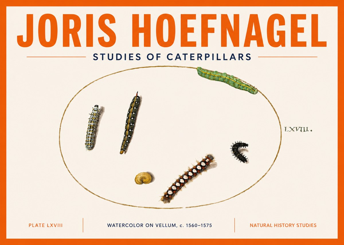 Joris Hoefnagel Studies of Caterpillars No5 - Affiche