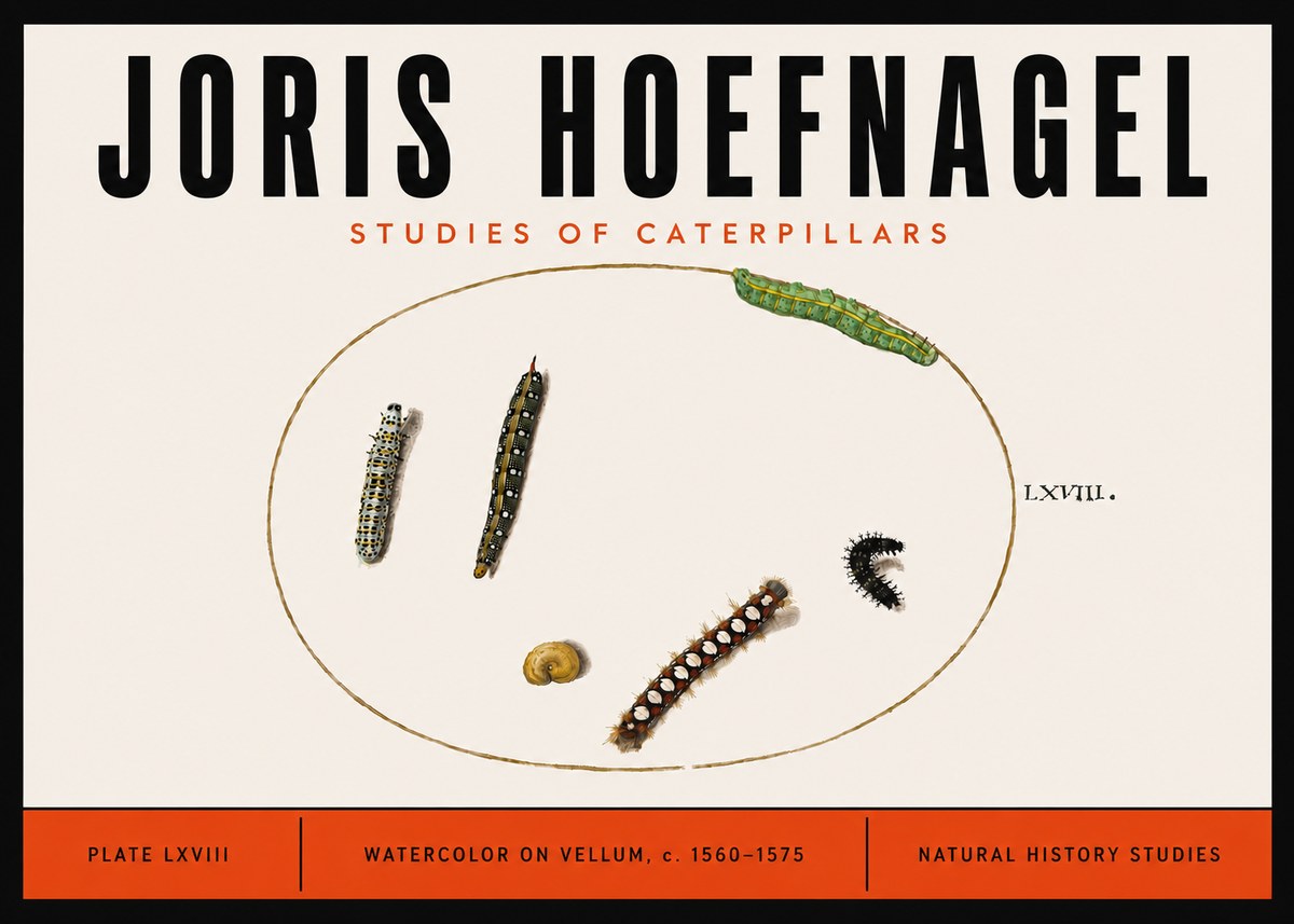Joris Hoefnagel Studies of Caterpillars No6 - Affiche
