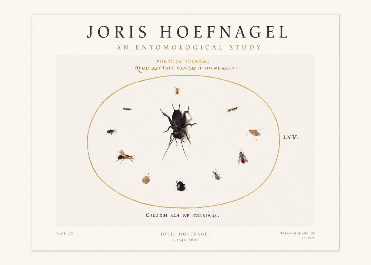 Joris Hoefnagel Formica Cicadae No1 - Affiche