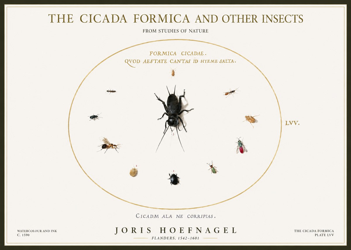 Joris Hoefnagel Formica Cicadae No5 - Affiche