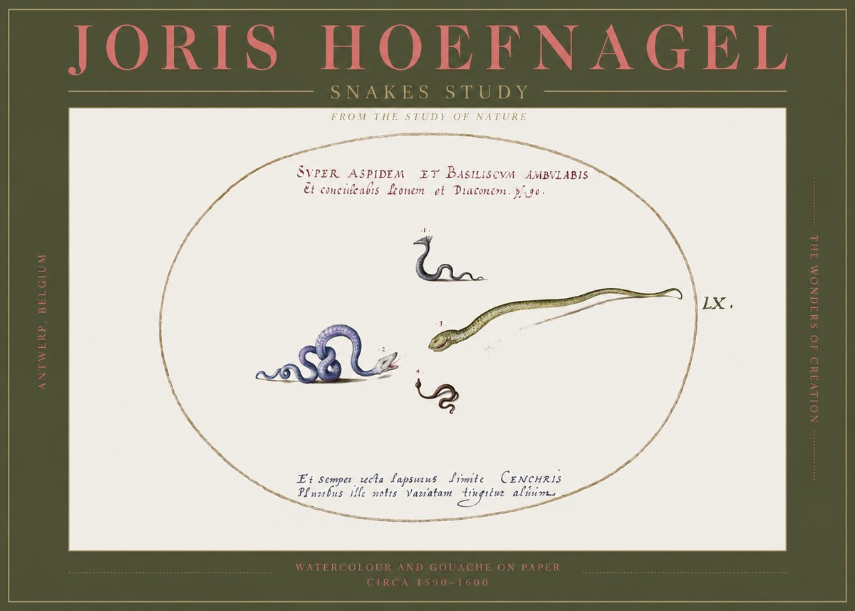 Joris Hoefnagel Studies of Serpents No3 - Affiche